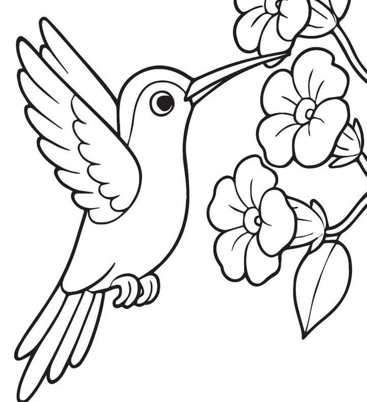 Hummingbird Drawing – Easy and Cute Bird to Color